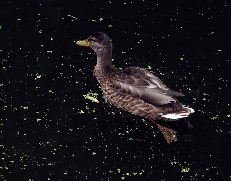 Duck Bird Animal