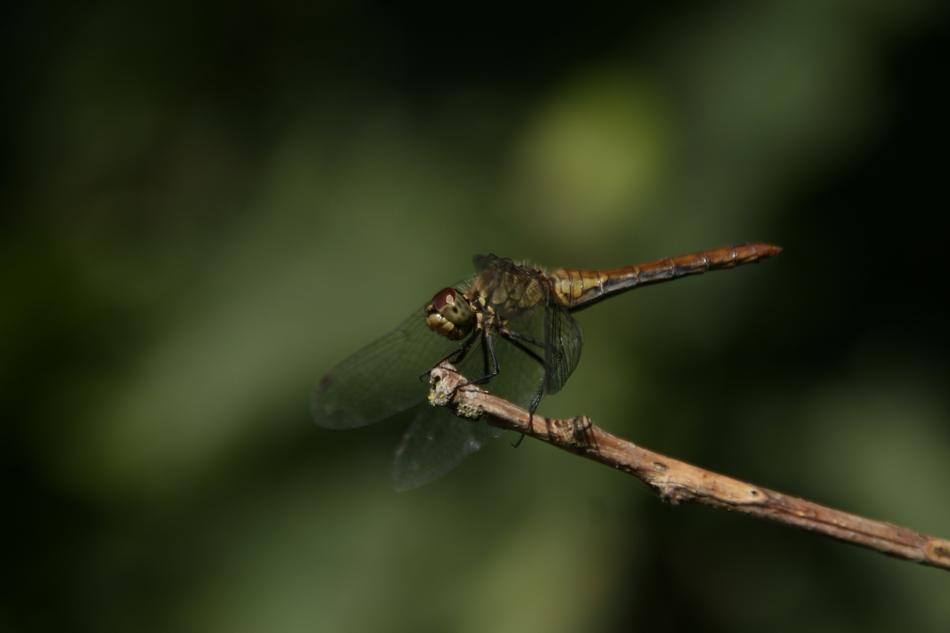dragonfly on a branch in the woods