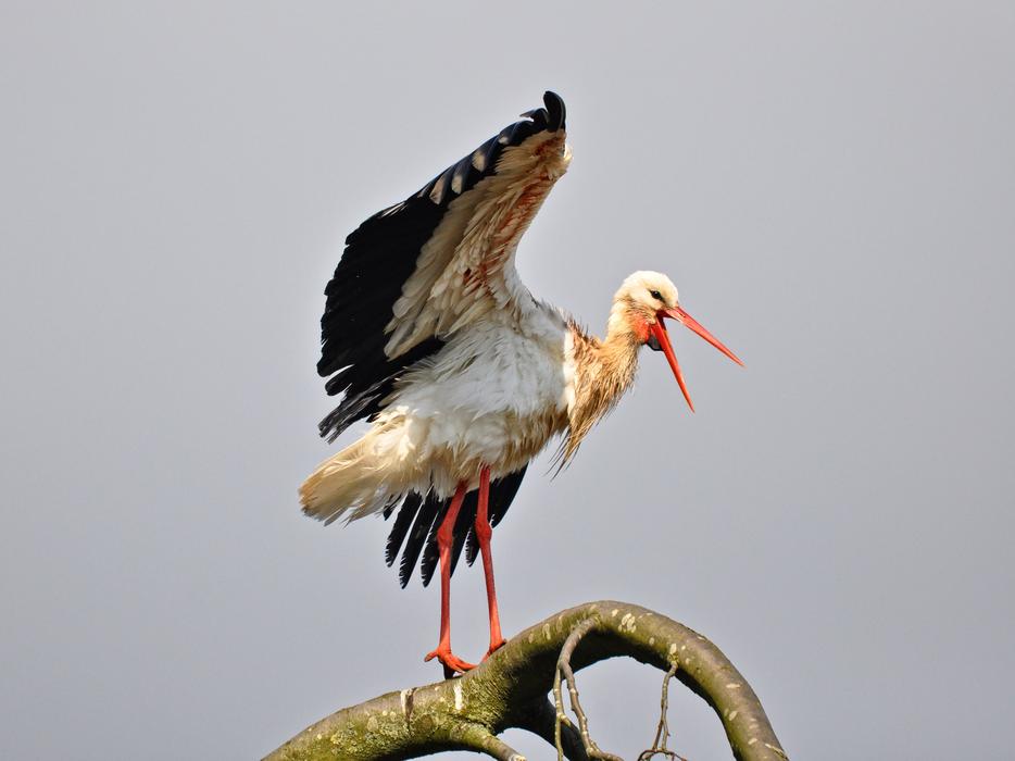 Stork Bird Animal