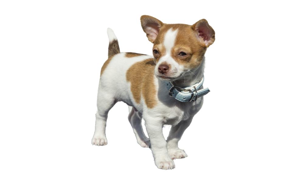 Chihuahua Puppy Dog Animals Sweet