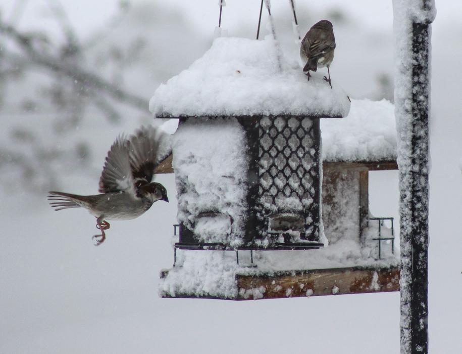 Bird Winter Snow