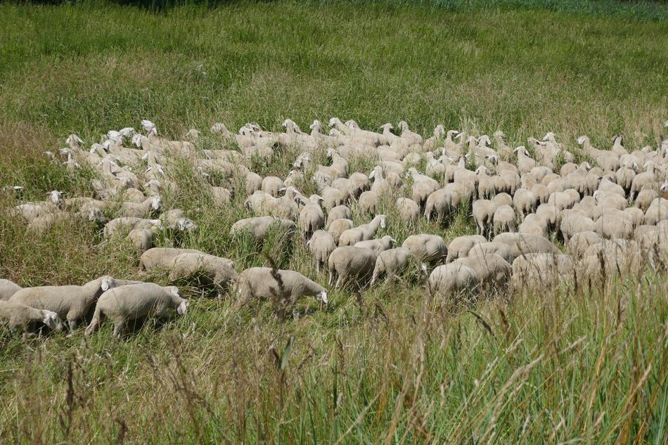 Flock Of Sheep Grass Meadow