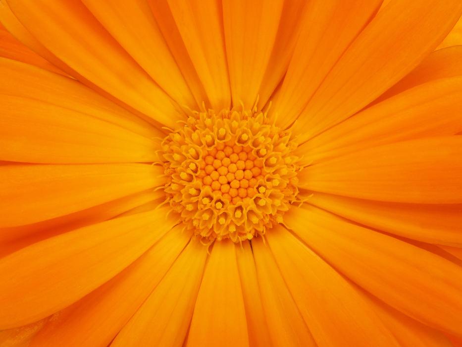 Detail Petals Background