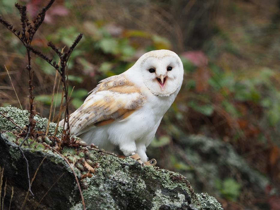 Bird Animal Owl Barn
