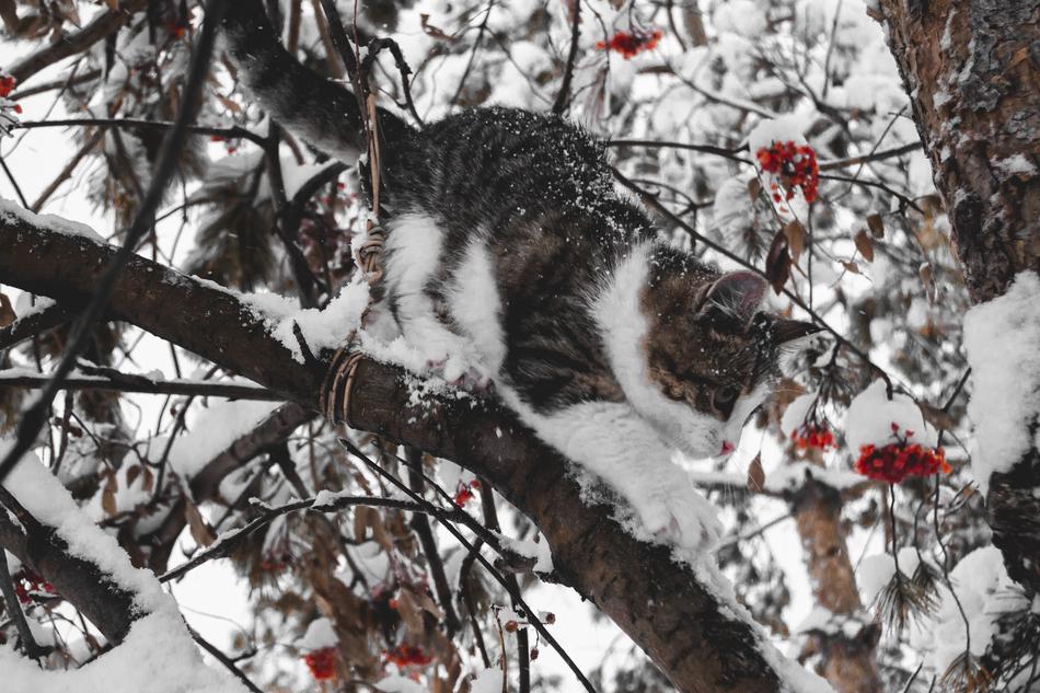 Cat Winter Kitten