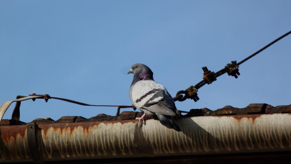 bird on rustic roof