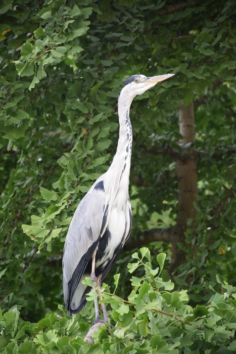 long white heron by the trees