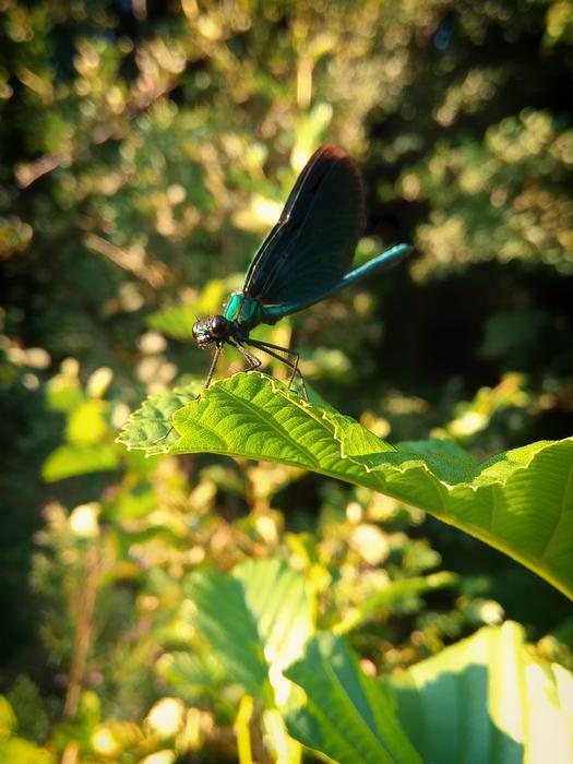 Beautiful Lady Demoiselle insect