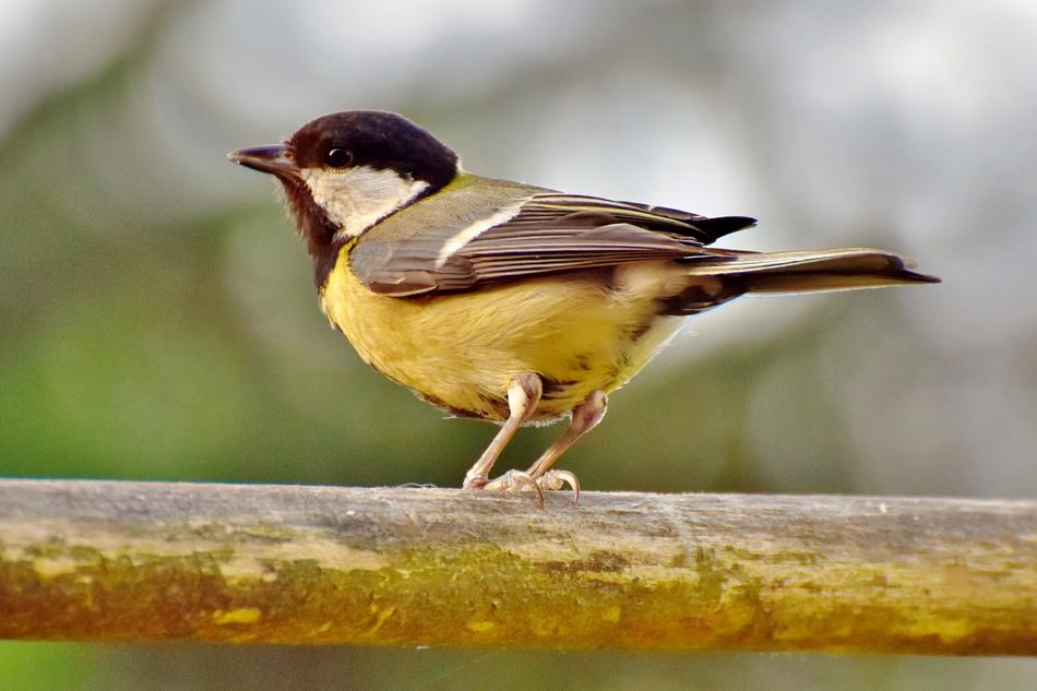 Tit Songbird Bird Small