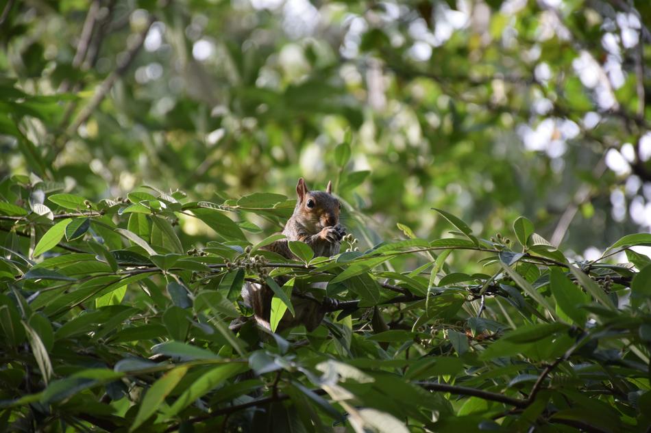 Gray Squirrel on tree in forest