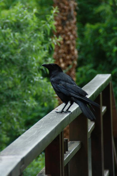 blackbird on the balcony
