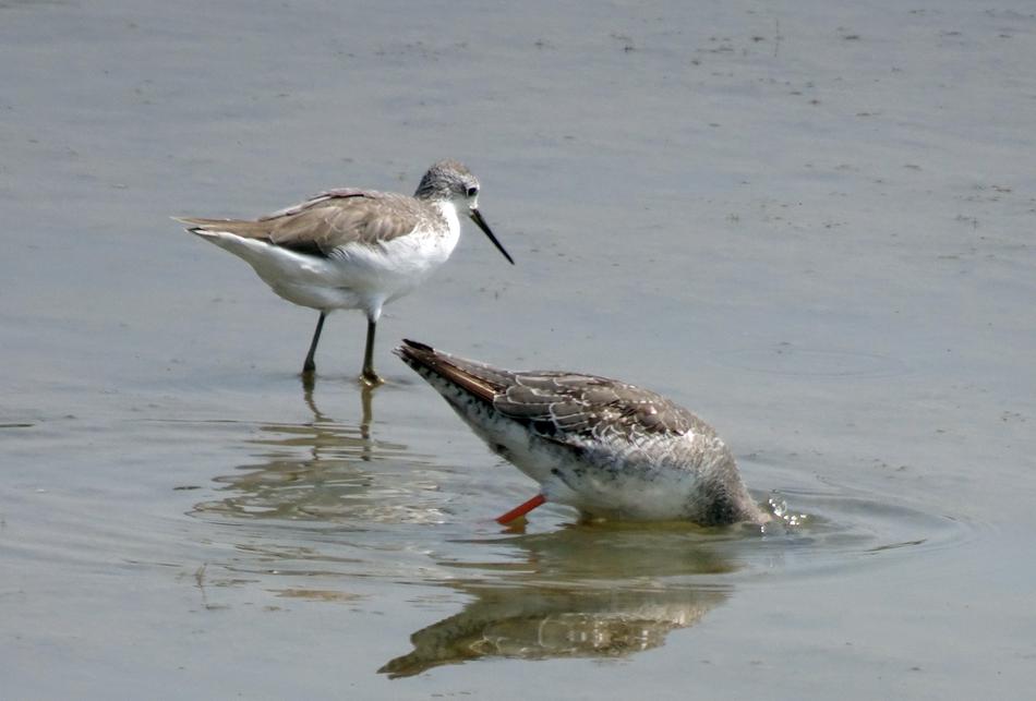 Bird Marsh Sandpiper Tringa stagnatilis
