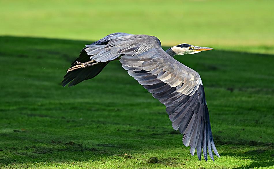 Heron Wading Bird Animal