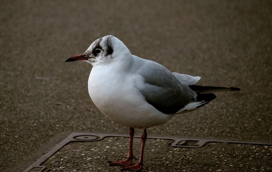 Seagull Bird Animal
