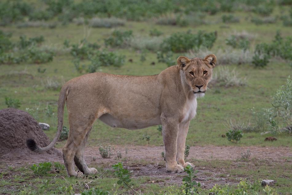 Mammal Lion Animal World