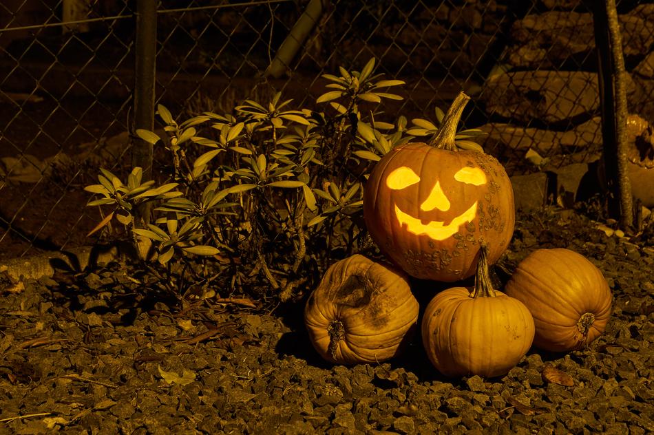 ripe beautiful pumpkins with a face