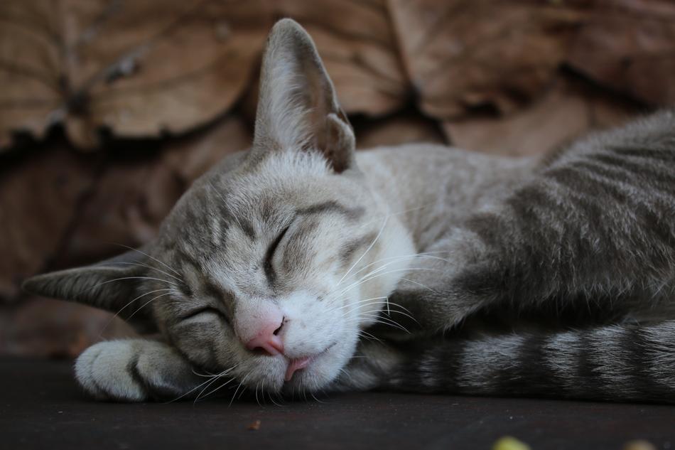 Hairy Cat Sleep