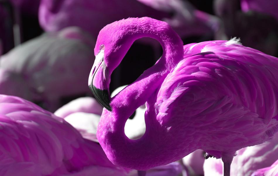 Flamingo Bird Colorful