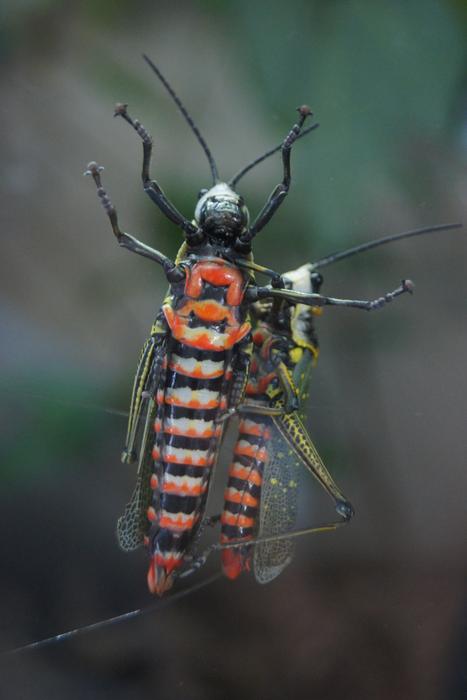 Insect Invertebrate Wildlife