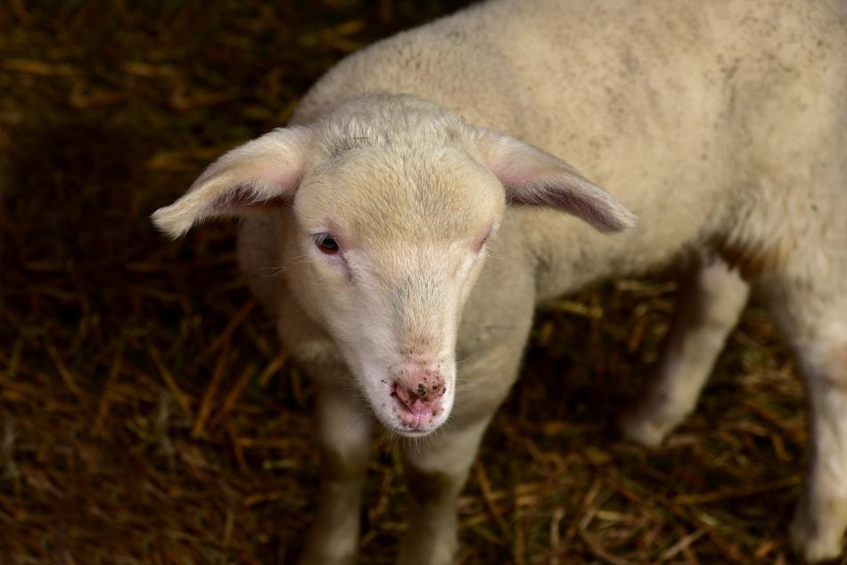 Lamb Sheep Young