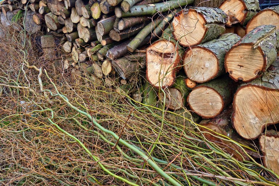 branches and stacked logs with annual rings