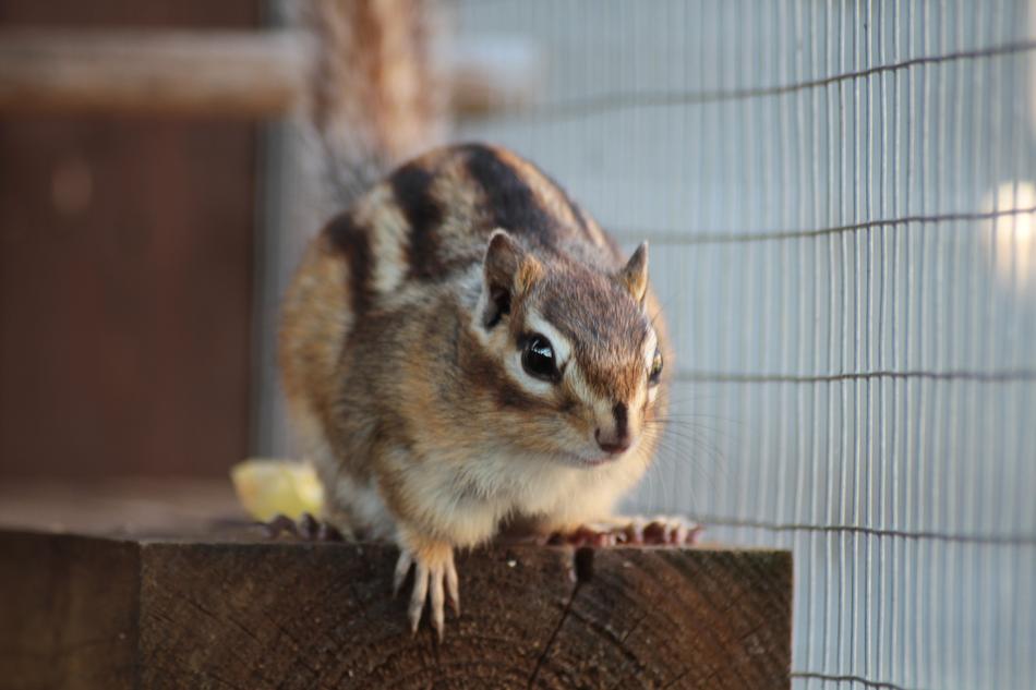 Cute Little Wildlife