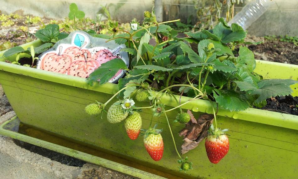 Sweet tasty garden strawberries