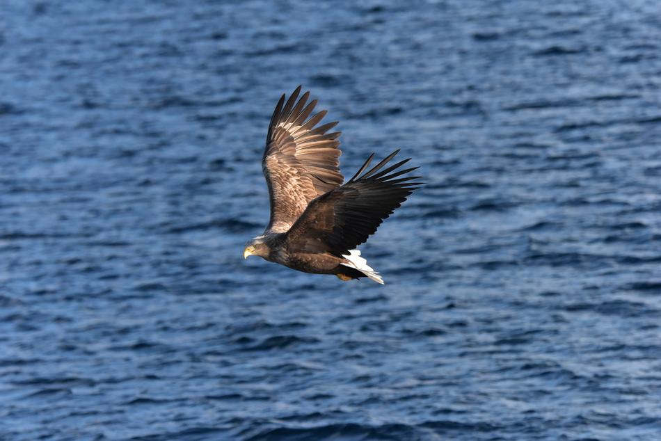 Bird Natural Waters Wild
