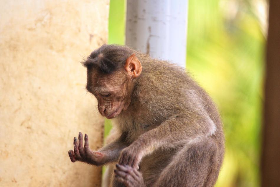 Monkey Primate Ape