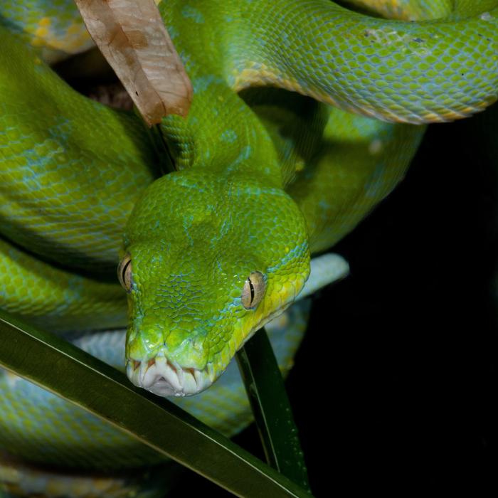 Snake Reptile Poison Venomous