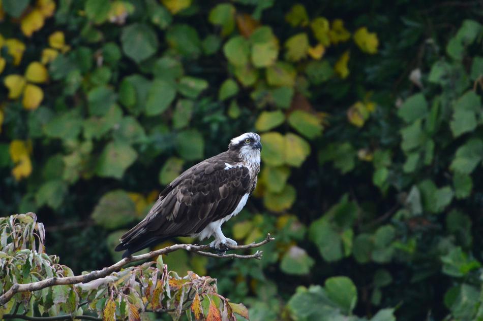 Natural Wild Bird Outdoors