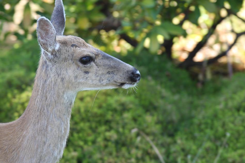 Animal Wildlife Nature