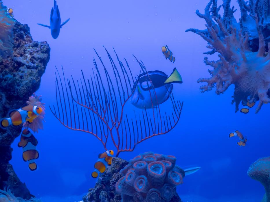 Submerged Pisces Coral