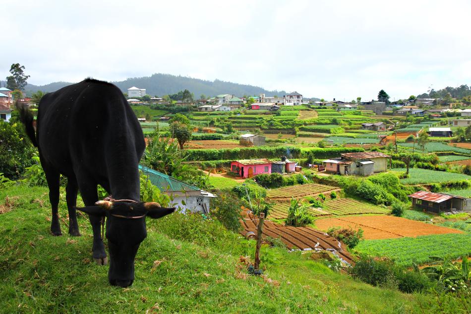 Country Work Field