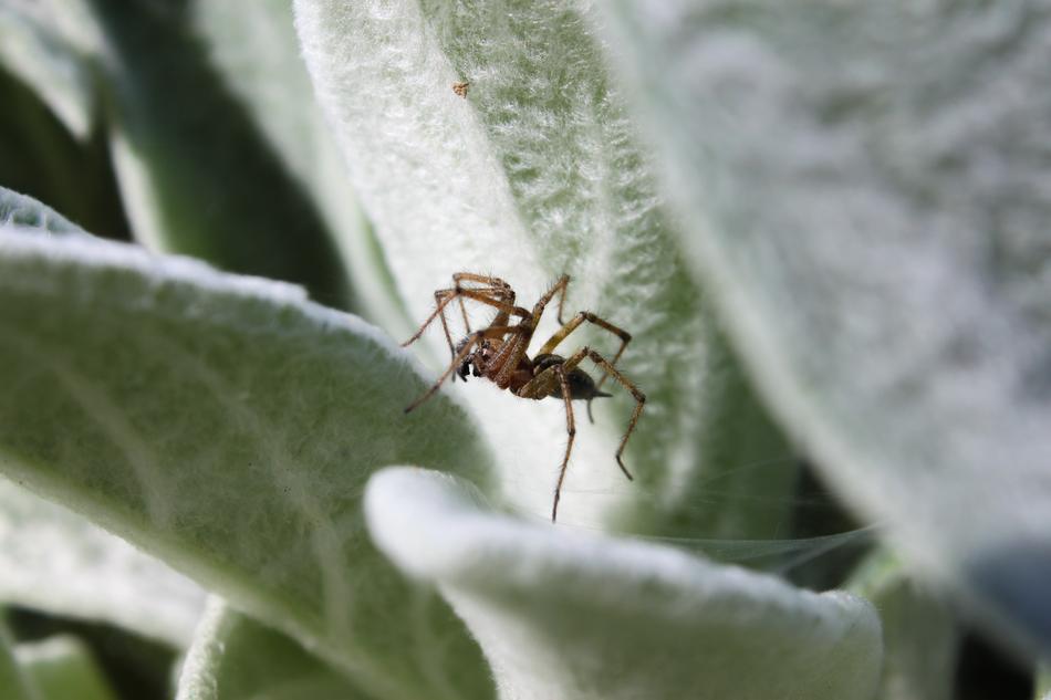 Insect Nature Leaf