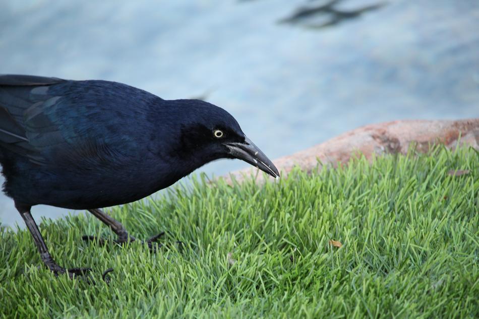 Bird Nature Wildlife