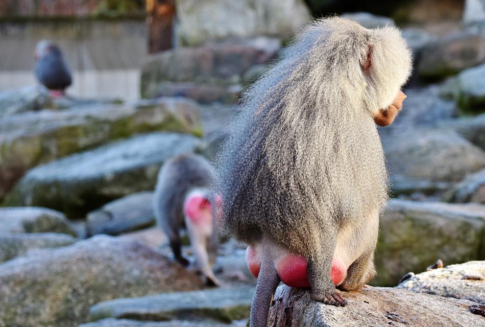 Baboon Monkey Primate