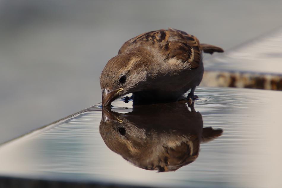 Sparrow Sperling House