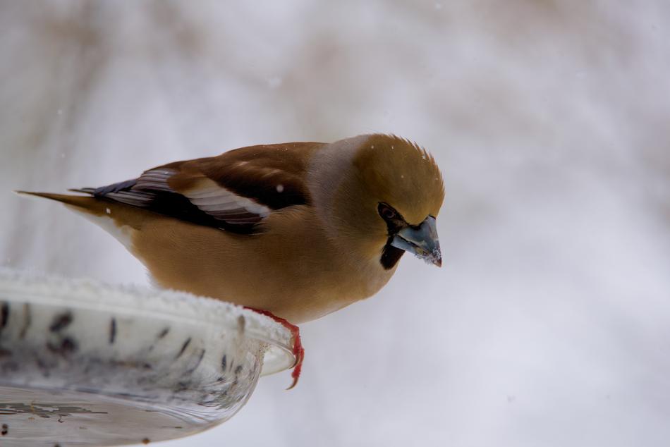 Gros Bec Casse-Core Bird Fauna