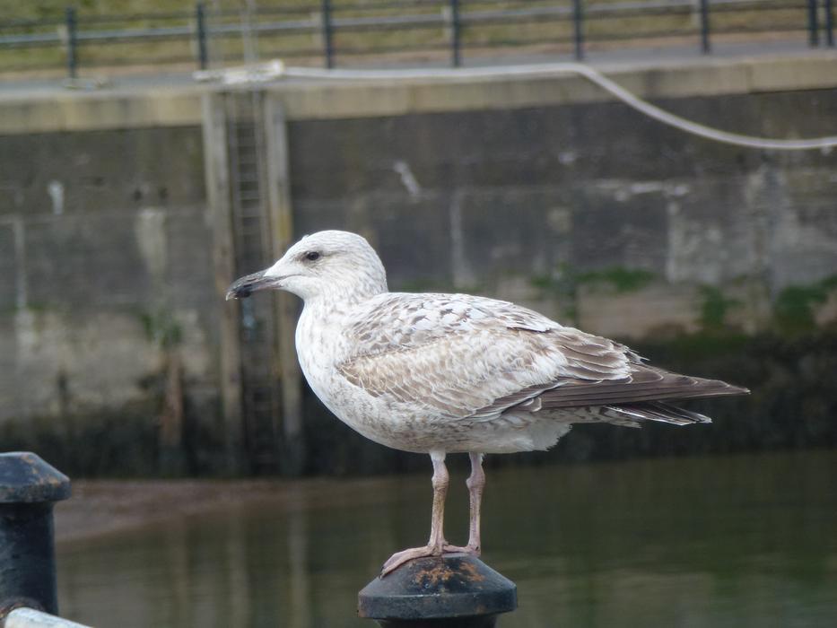 Bird Nature Water