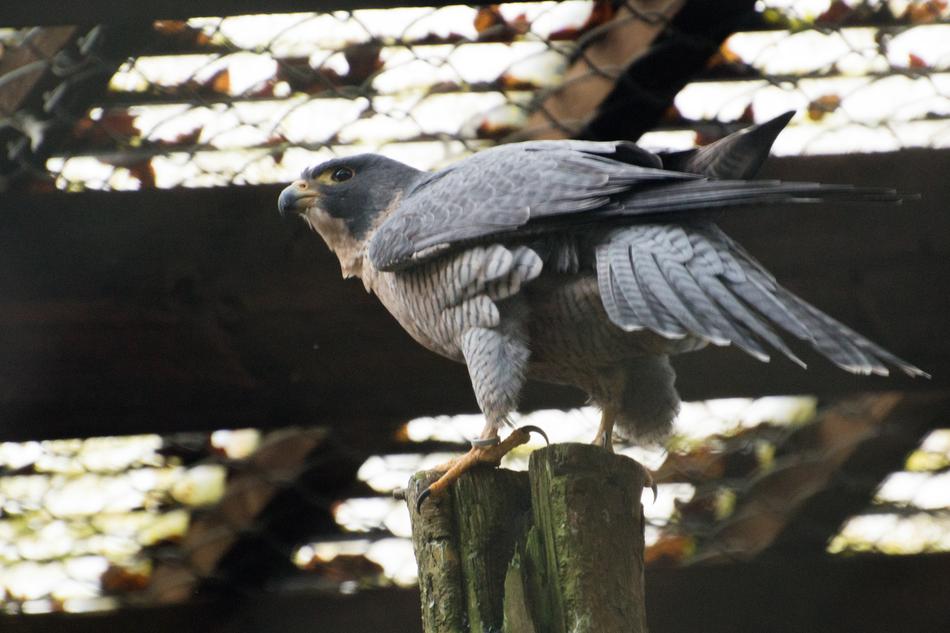 Bird Nature Animal World