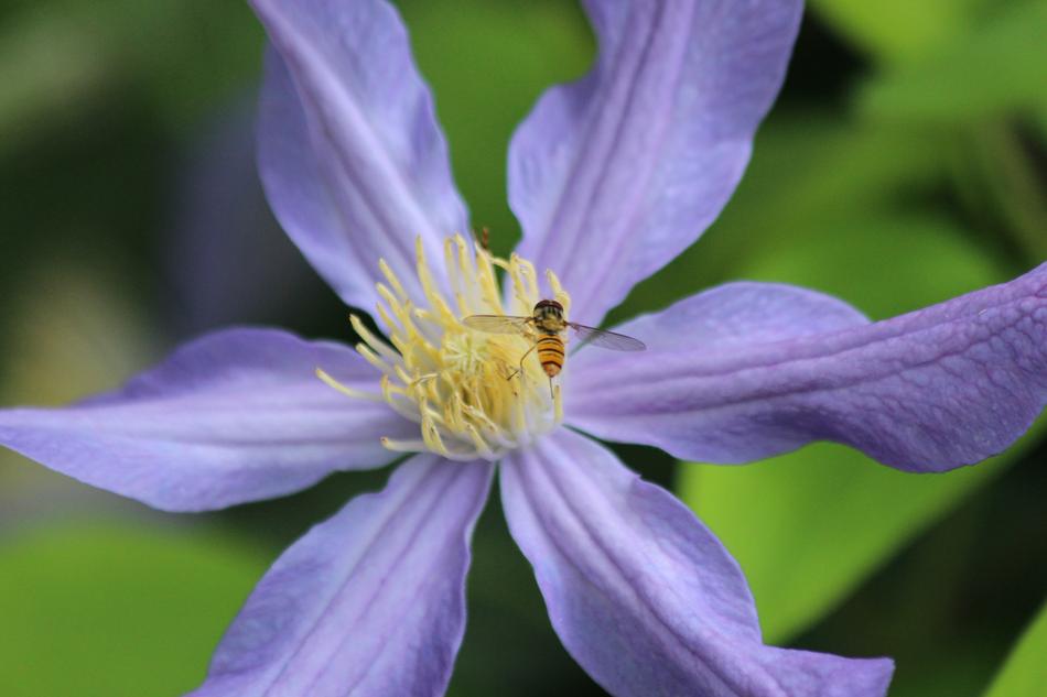 bee on an open flower bud