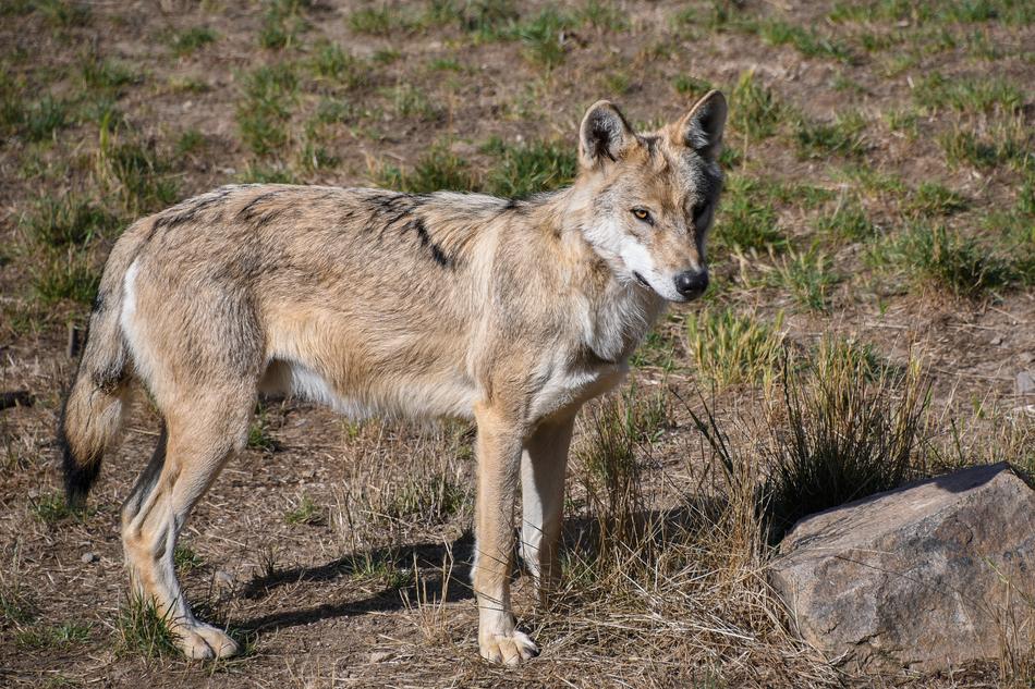 Wolf Predator Mammal