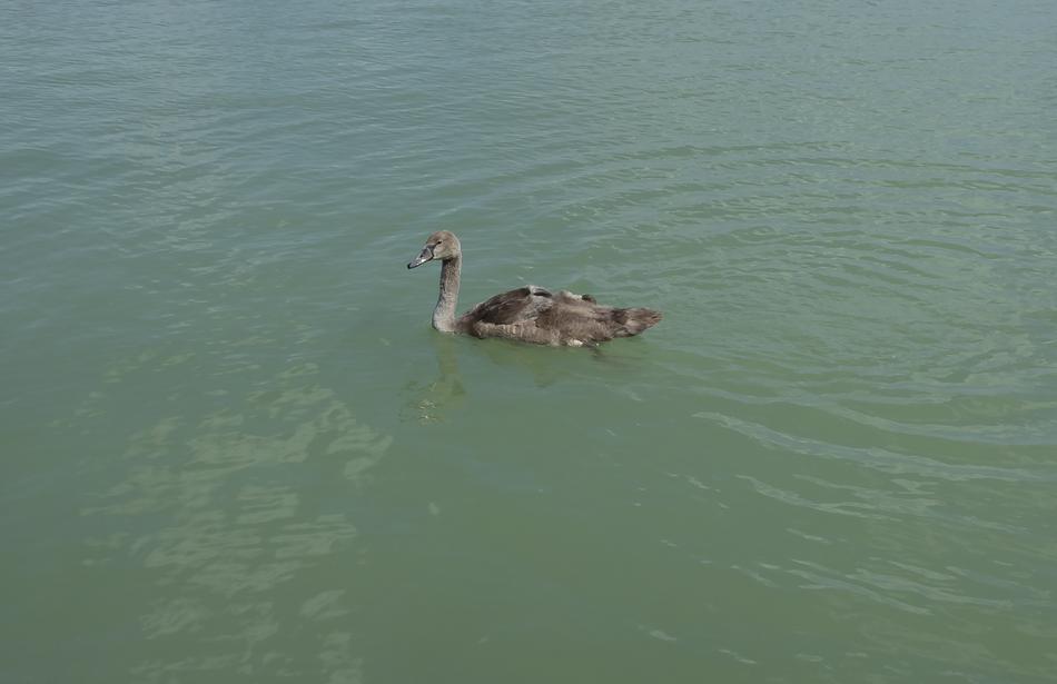 lonely swan in the lake