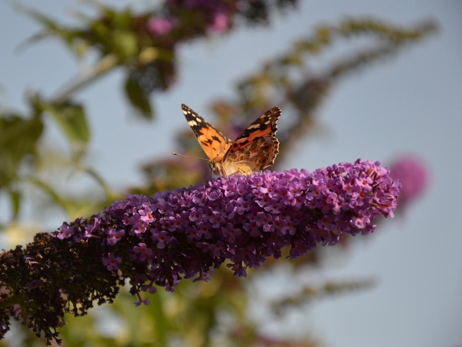 Butterfly on Bush in Garden
