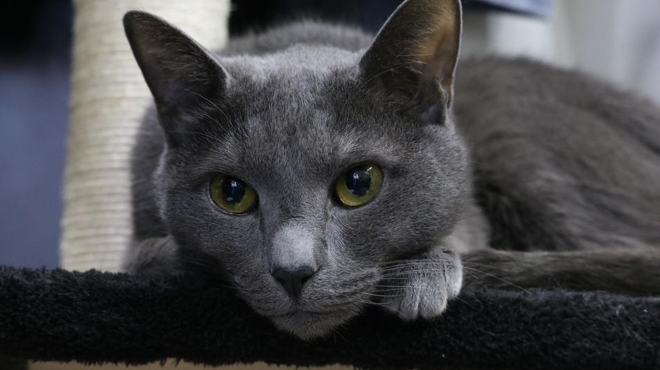 Grey lying cat at home