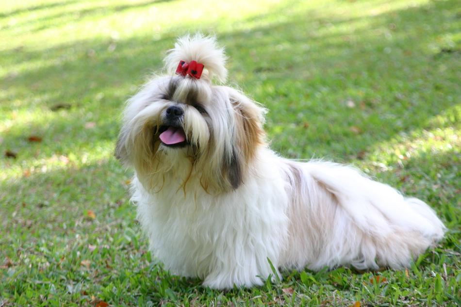 longhaired small dog