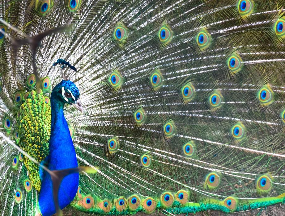exotic Peacock Bird Feathers