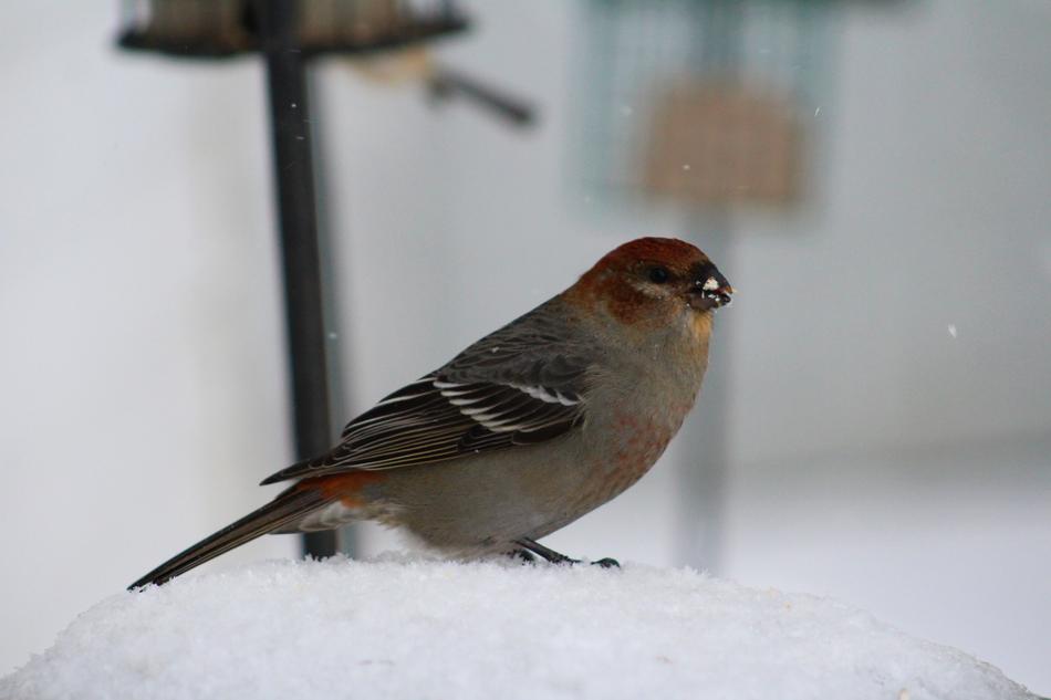 Bird Birding Pine Grosbeak