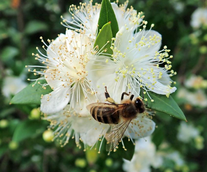 Bee Insect Flower